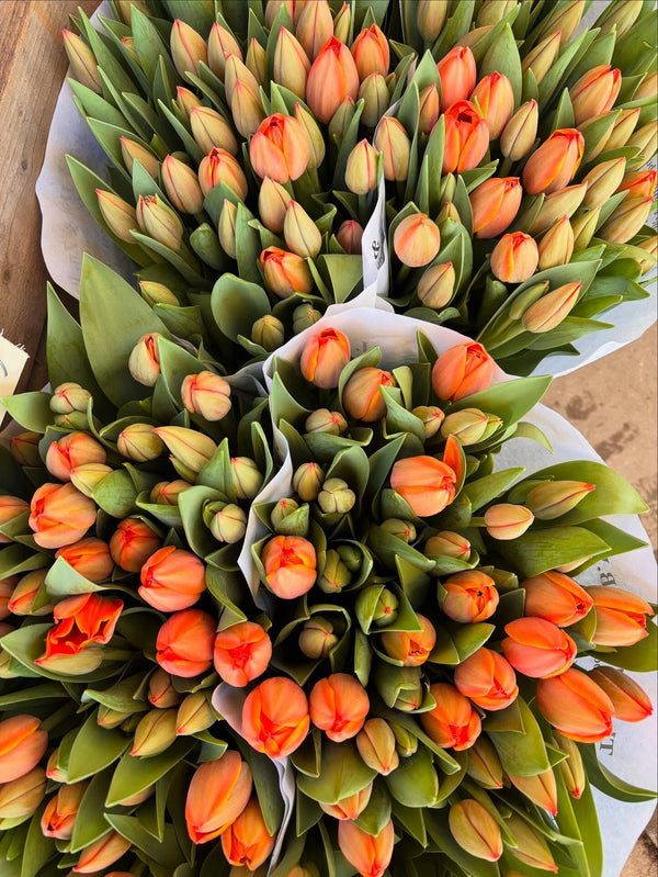 Tulipaner hos Uganda Grønt