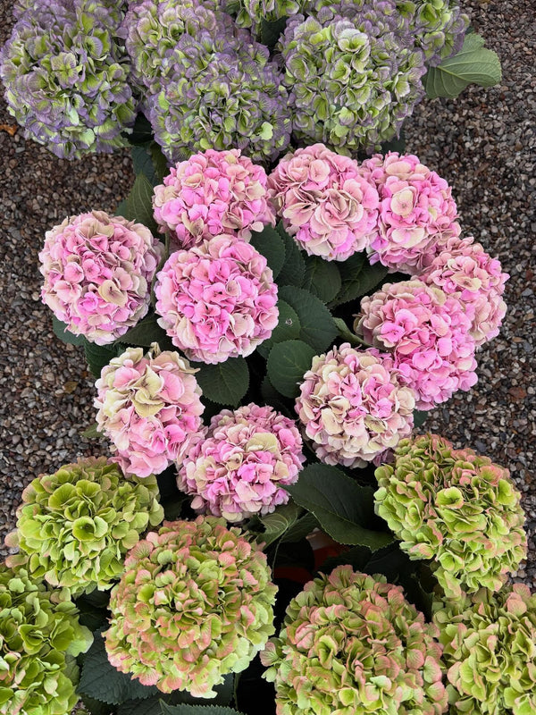 Hortensia hos Uganda Grønt