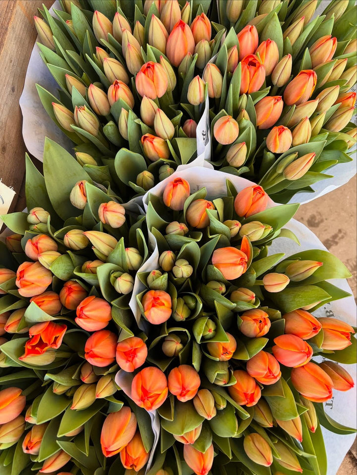 Tulips at Uganda Grønt