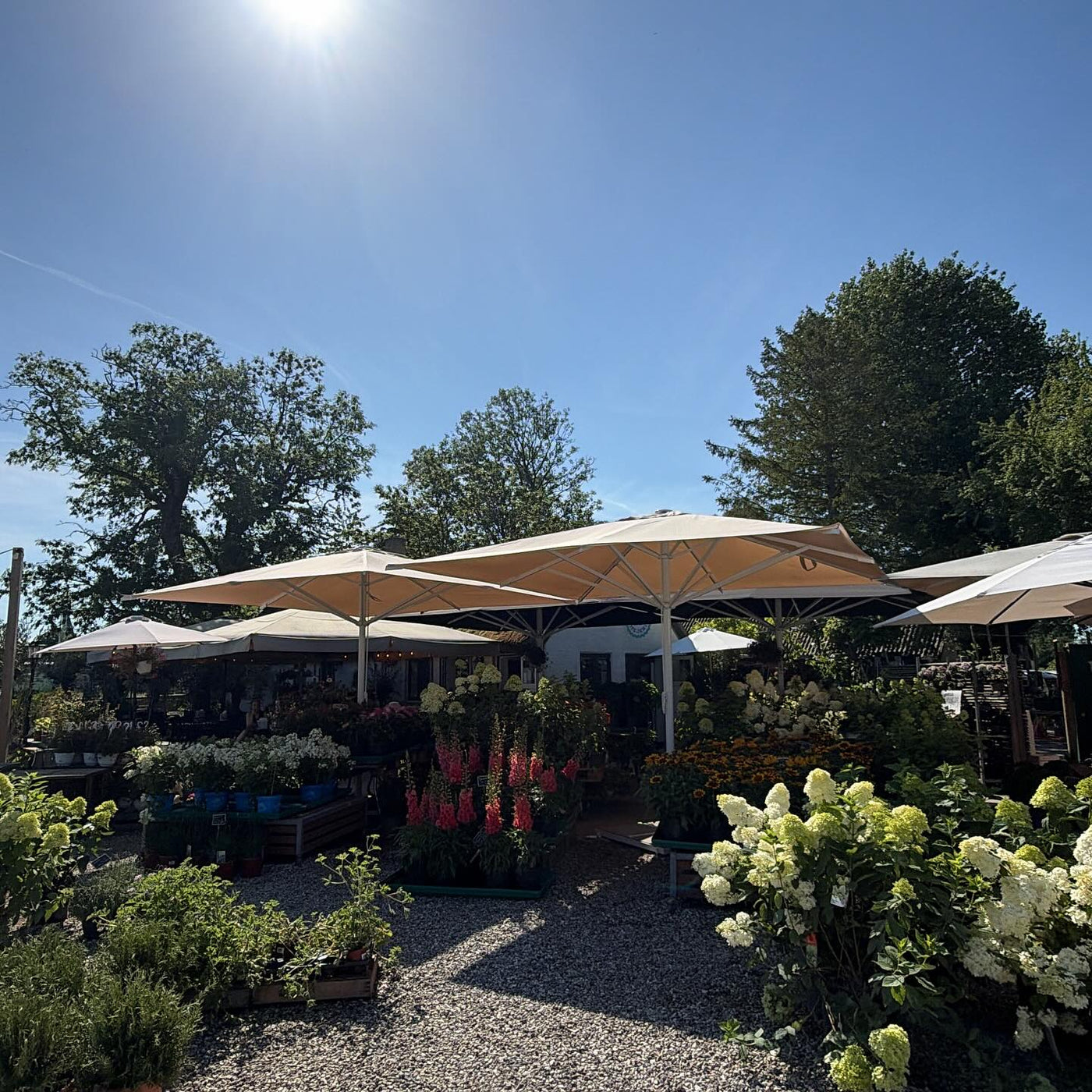 Gårdspladsen med parasoller og blomster hos Uganda Is
